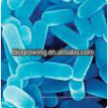 LB-G40 Lactobacillus bulgaricus